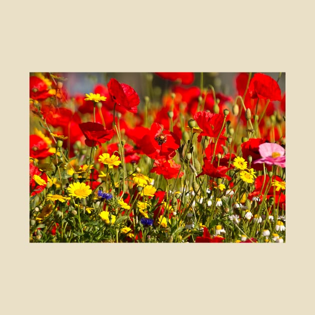 English Wild Flowers by Violaman