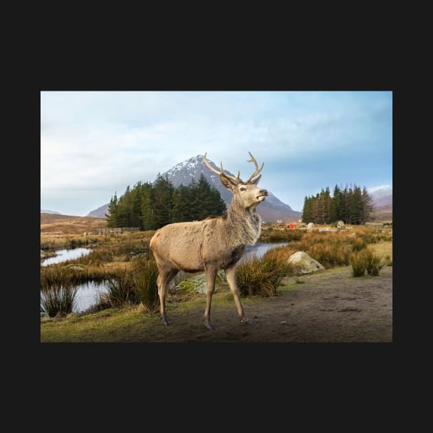 Scottish Highland Stag by TMcG72