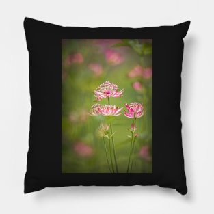 Pink Astrantia Flowers Pillow