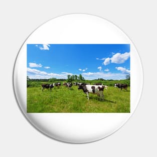 A herd of Holstein Friesian cows grazing on a pasture under blue cloudy sky Pin