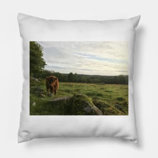 Scottish Highland Cattle Calf 1530 Pillow