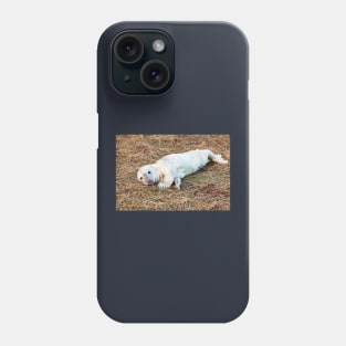 New Born Grey Seal Pup Phone Case