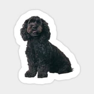 Cockapoo Dog Magnet