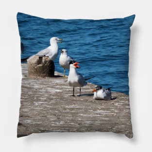 Caspian Terns and Gulls on a Dock. Pillow