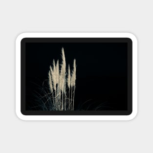 Pampas flowers and leaves isolated on black. Magnet