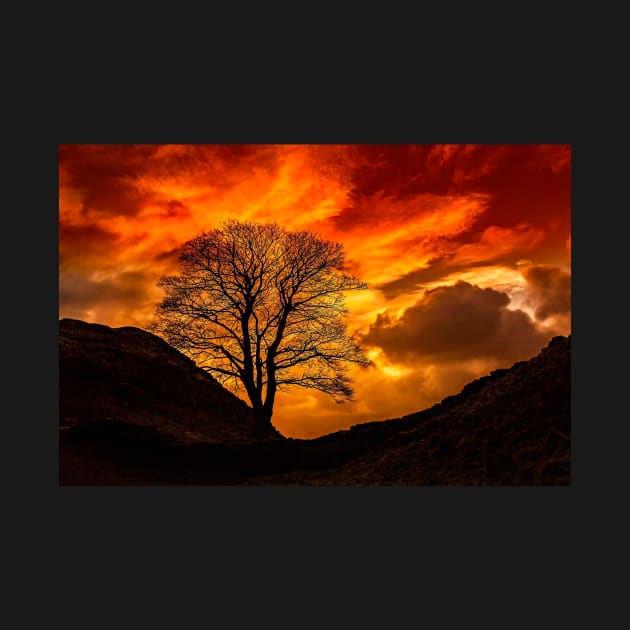 Sycamore Gap (Robin Hoods Tree) by Reg-K-Atkinson