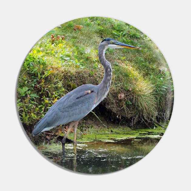 Great Blue Heron Pin by BackyardBirder