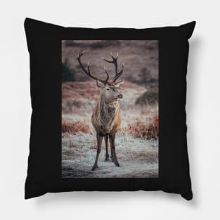 'Frosty Autumn Highland Stag', Glen Etive, Glencoe. Pillow