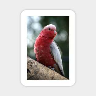 Curious Galah Magnet