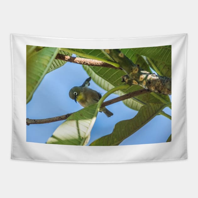 Japanese white-eye Honolulu Tapestry by KensLensDesigns