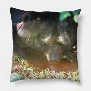 Sleepy Bear Pillow