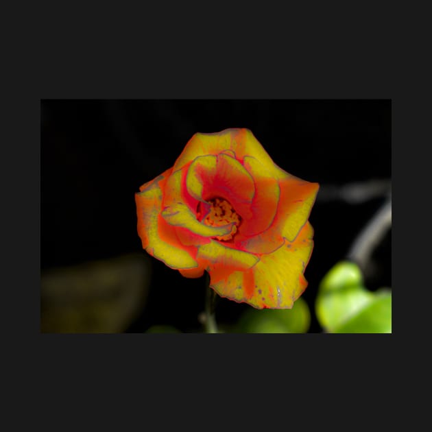 Yellow red rose blossom by kall3bu