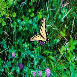 A Butterfly Using Its Wings Magnet