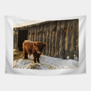 Scottish Highland Cattle Calf 1667 Tapestry