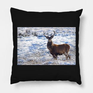 Wild Stag in the snow on a derbyshire moor Pillow