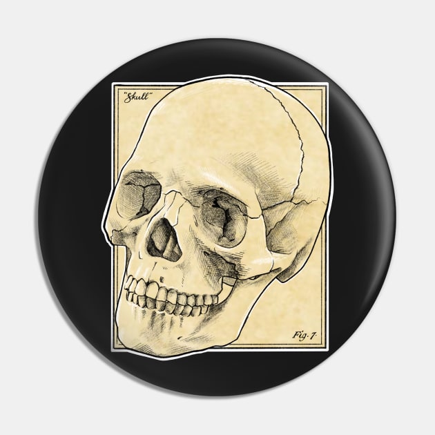 Anatomy textbook skull Pin by daddymactinus