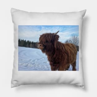 Scottish Highland Cattle Calf 1941 Pillow