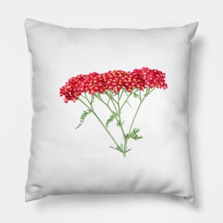 Achillea &#39;Fanal&#39; Yarrow Syn. Achillea &#39;The Beacon&#39; Pillow