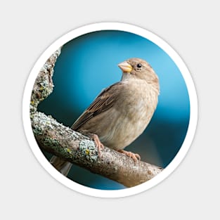 Springtime Sparrow Photograph Magnet