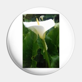 White Calla lily photo Pin