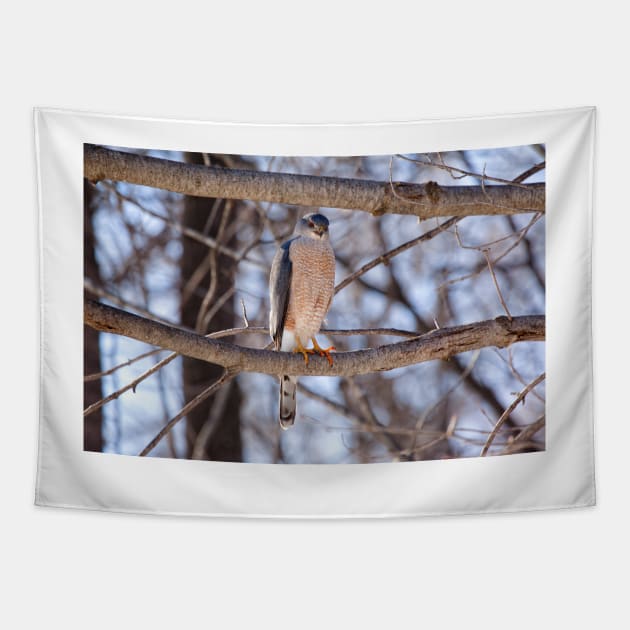 Cooper's Hawk Tapestry by Eunice1