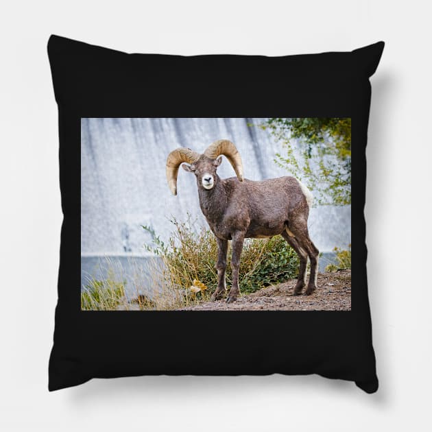 Bighorn sheep. Pillow by valentina9