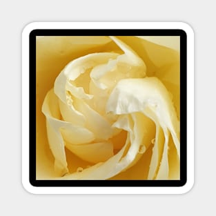 Yellow Rose Magnet