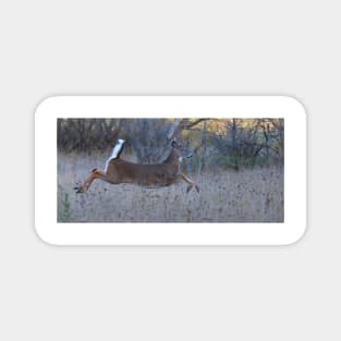 On Prancer! - White-tailed Buck Magnet