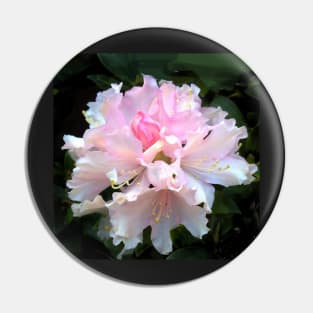 Pink flower, Rhododendron Pin