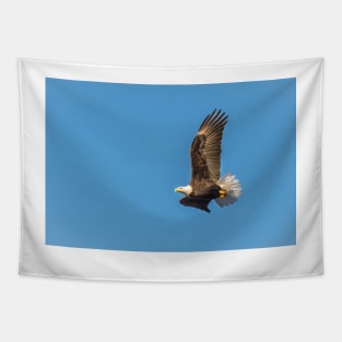 Bald Eagle in Flight with Blue Sky Tapestry