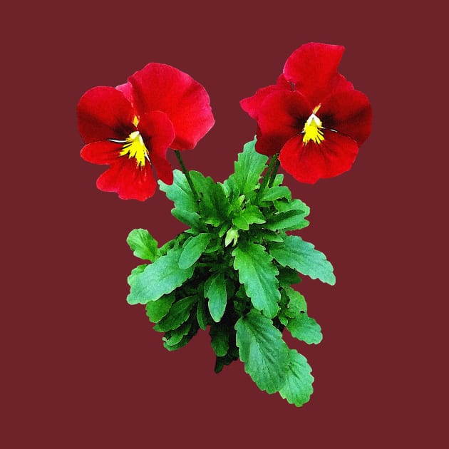 Pansies - Red Pansy Duo by SusanSavad