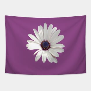 White Daisy Osteospermum Flower Photograph Tapestry