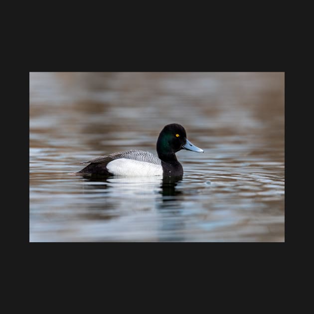 Greater Scaup by gdb2