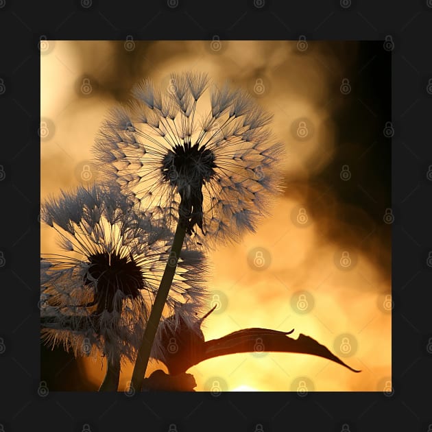 Beautiful Dandelion Flower by YT-Penguin