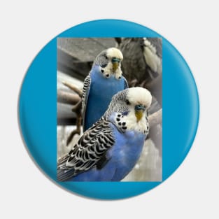 Blue Budgies Pin