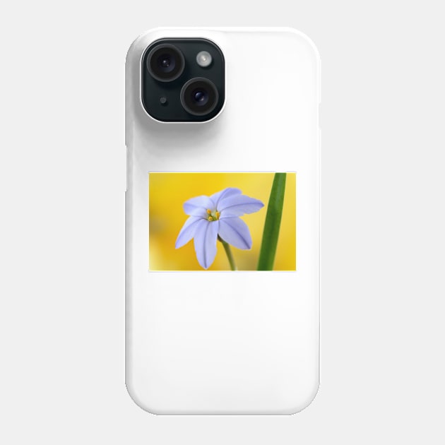 Ipheion  &#39;Rolf Fiedler&#39;  AGM  Spring starflower Phone Case by chrisburrows