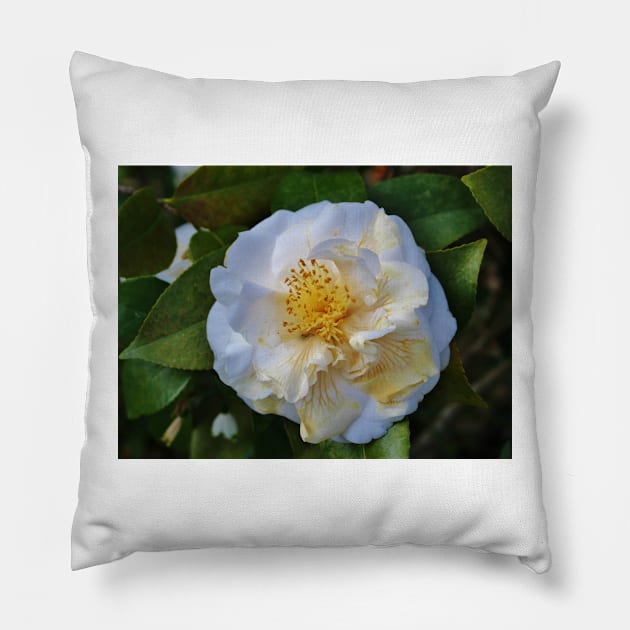 Camellia Bloom Pillow by Cynthia48