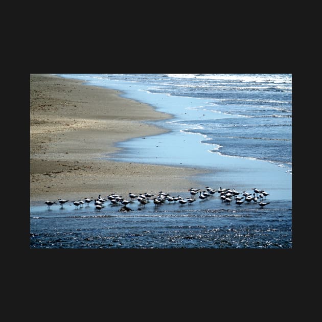 Nicaragua - Oiseaux sur la plage by franck380