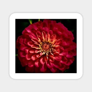 Zinnia Flower Magnet