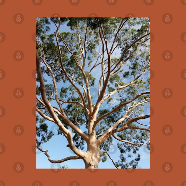 Gumtree Australia by PLANTONE