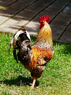 Chickens - Strutting Rooster Magnet