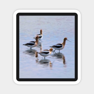 American Avocets Magnet