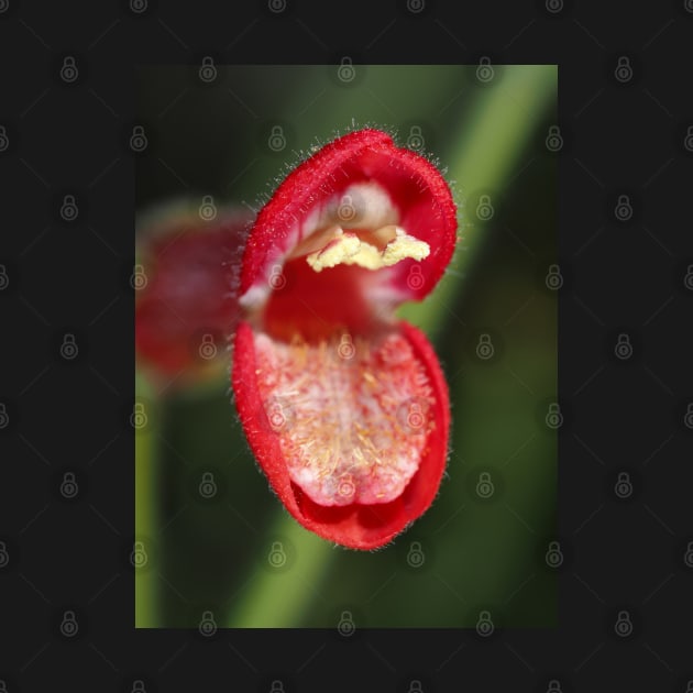 Baja bush snapdragon flower by SDym Photography