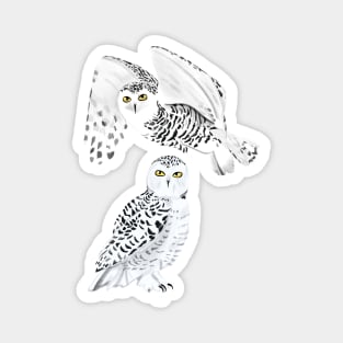 Snowy Owls Magnet