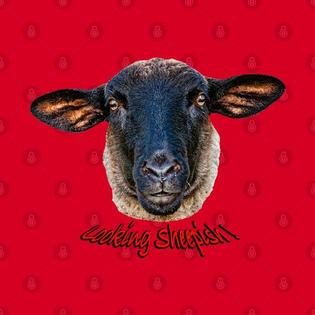 Looking Sheepish by dalyndigaital2@gmail.com