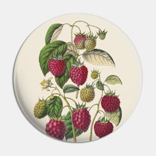 Purple Raspberry Antique Botanical Illustration Pin