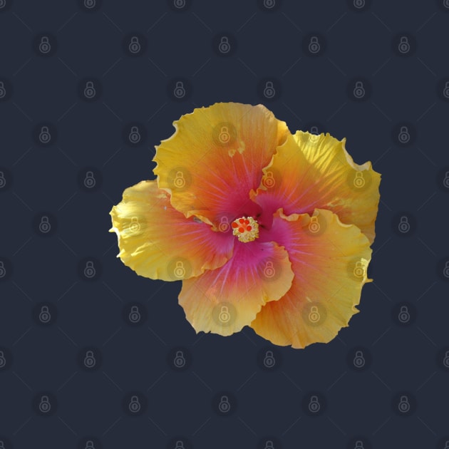 Pretty Yellow Orange Hibiscus by KaSaPo