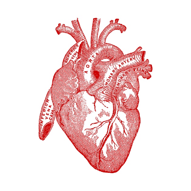 Vintage Medical Illustration of Human Heart by Pixelchicken