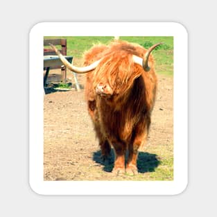 Heilan Coo II Magnet