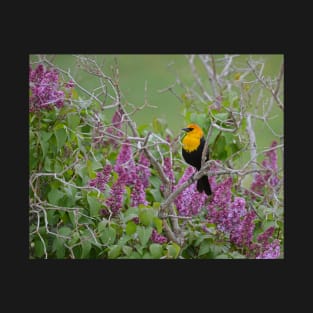 Yellow Head Blackbird and Lilacs T-Shirt